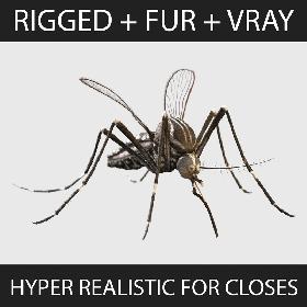 Aedes Aegypti - Mosquito